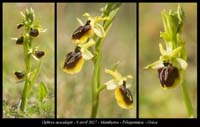 Ophrys-aesculapii4